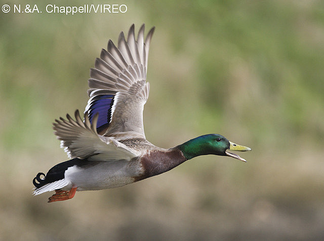 Mallard